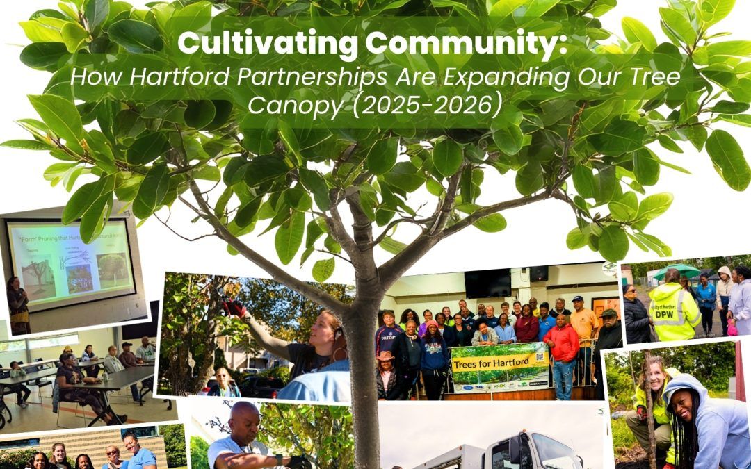 Cultivating Community: How Hartford Partnerships Are Expanding Our Tree Canopy (2025-2026)